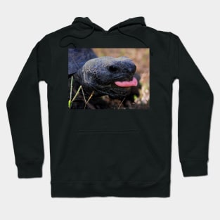 Florida gopher tortoise Hoodie